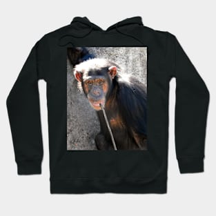 Chimpanzee Hoodie